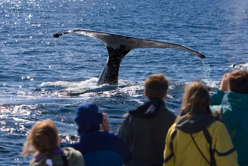 Whale Watching in Australia. The Best Time to Go, What You'll See and Who It Suits