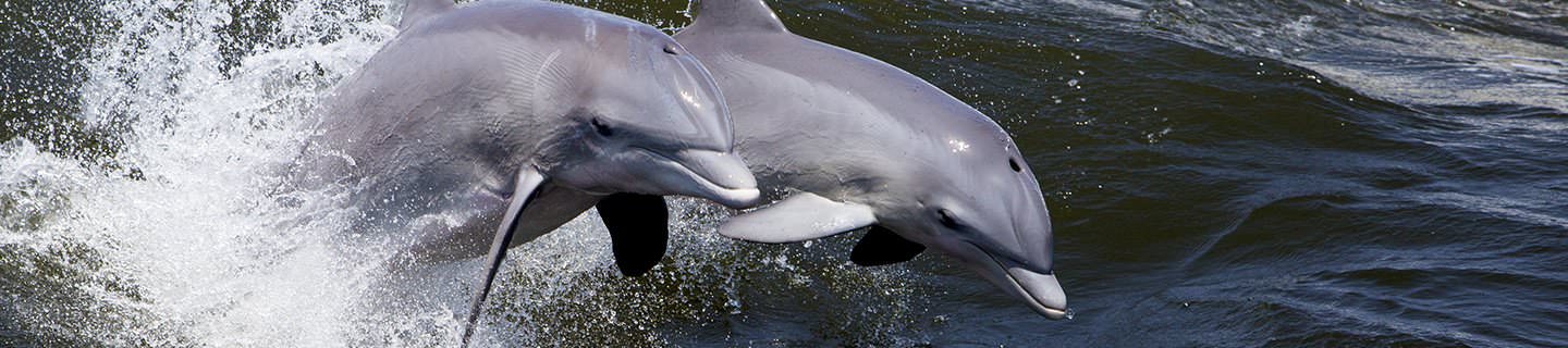 Swim with Dolphins