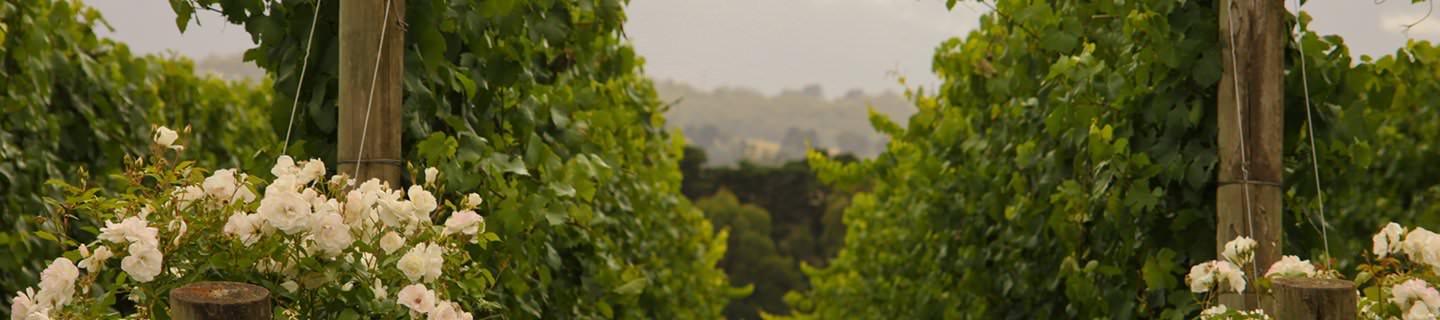 Gourmet Tours