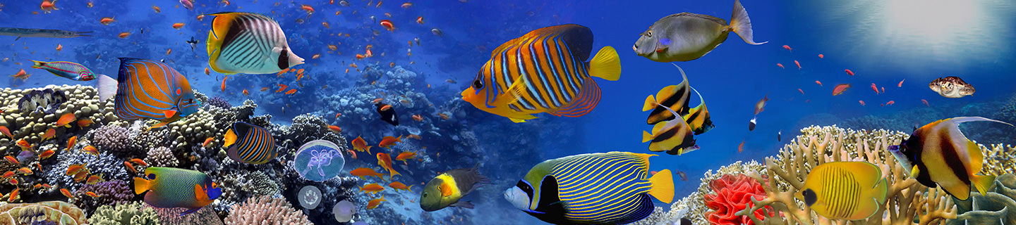 Other Animals