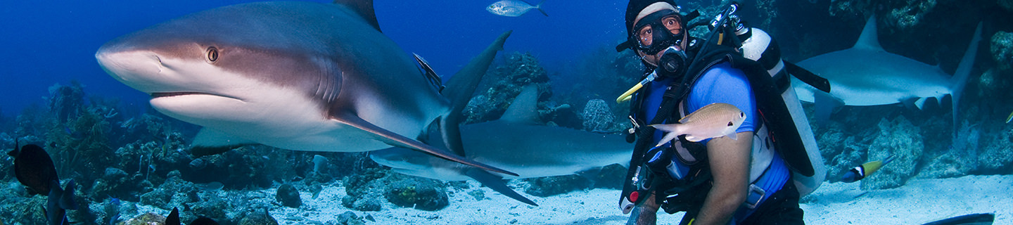 Diving with Sharks