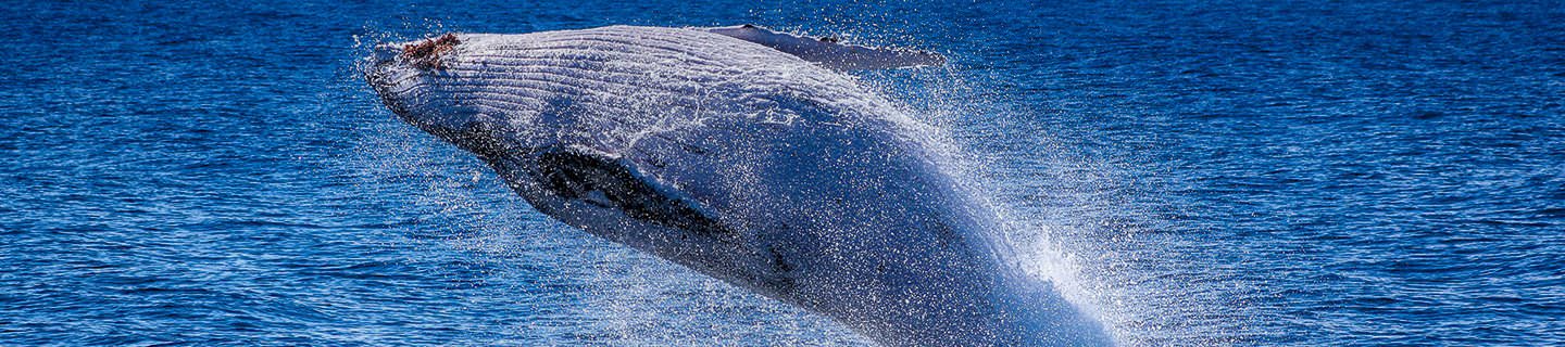 Whale Watch