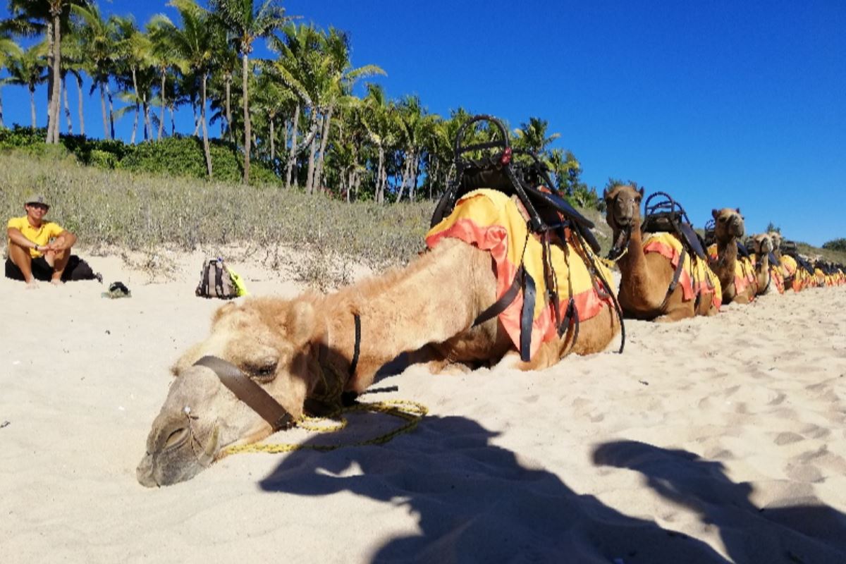 Sunset Cable Beach Camels - Broome - Thrill Experiences