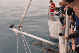 Dolphin Watch