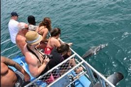 Dolphin Cruise with Brisbane Transfers, Family