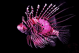 Aquarium by Twilight, Guided Nocturnal Tour