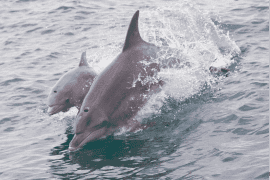 Swim with Wild Dolphins, Excludes Transfers