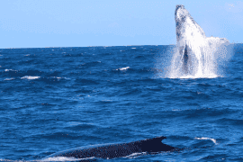Whale Watching on the Sunshine Coast