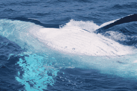 Whale Watching on the Sunshine Coast