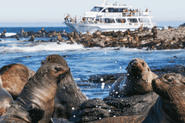 Phillip Island Seal Cruise