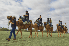 Sunrise Camel Ride