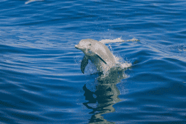 Wild Dolphin Sightsee, Excludes Transfers