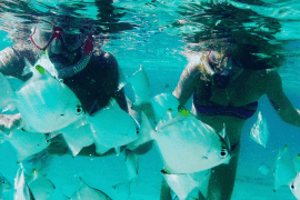 Dolphin Kayaking and Snorkelling (child)