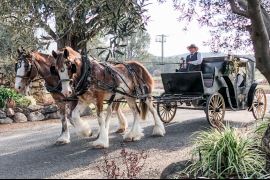 Romantic Horse and Carriage Wine Tour