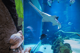 Cairns Aquarium General Admission (child)