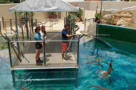 Exclusive Crocodile VIP Feeding Adventure