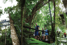 Daintree Crocodile Cruise and Discovery Tour
