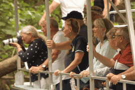 Daintree Crocodile Cruise and Discovery Tour