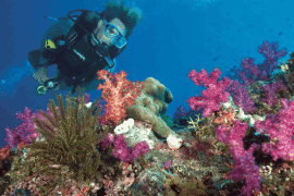 Single Scuba Dive at WaveBreak Island