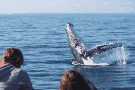 Whale Watch at Whale Heritage Site