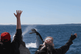 Whale Watch at Whale Heritage Site (child)