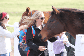 Half Day Racehorse Tour