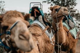 Camel Experience, Paddock to Plate