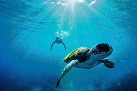Snorkeling Tour of Julian Rocks