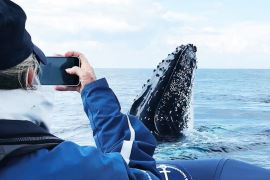 Byron Bay Whale Watching Tour