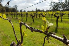 Bespoke Tour of the Margaret River for Two