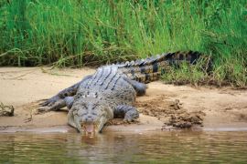 Daintree Crocodile Cruise and Tour (child)