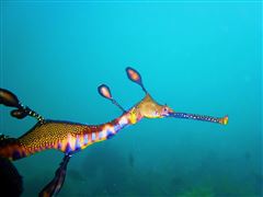 Snorkel with Sea Dragons