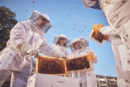 Honey and Hive