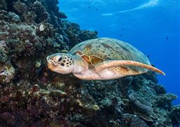 Introductory Dive, Port Douglas