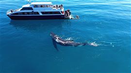 Remote K'gari Whale Experience