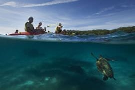 Kayaking, Brunswick River Nature Tour