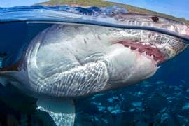 Great White 4 Day Getaway, Surface Cage Diver