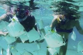 Dolphin Kayaking and Snorkelling Family Tour