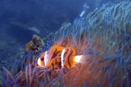 Snorkelling Adventure on the Sunshine Coast