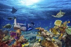 Snorkelling Wave Break Island