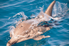 Swim with Wild Dolphins