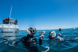 Swim with the Dolphins in Sorrento