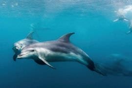 3-hour Dolphin and Seal Sightsee