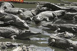 Family Crocodile Adventure