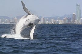 Whales in Paradise Family Pass