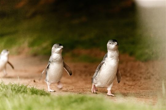 Phillip Island Penguin Parade & Koala Highlights