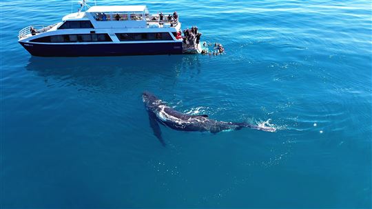 Remote K'gari Whale Experience