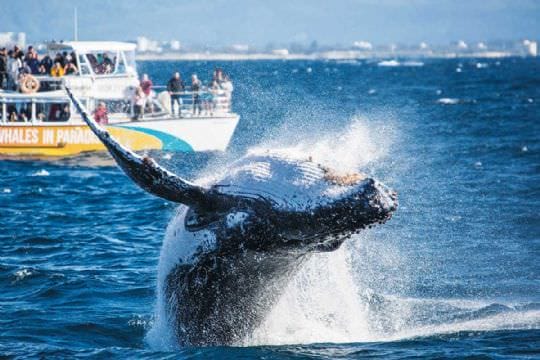 Whales In Paradise Adult Pass