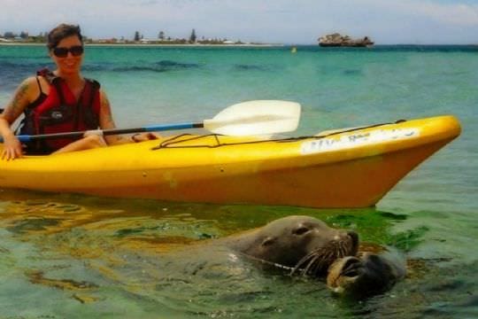 Seal and Penguin Islands Sea Kayak Day Tour