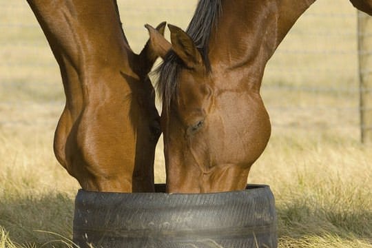 Horses, Wine and Beer Tour